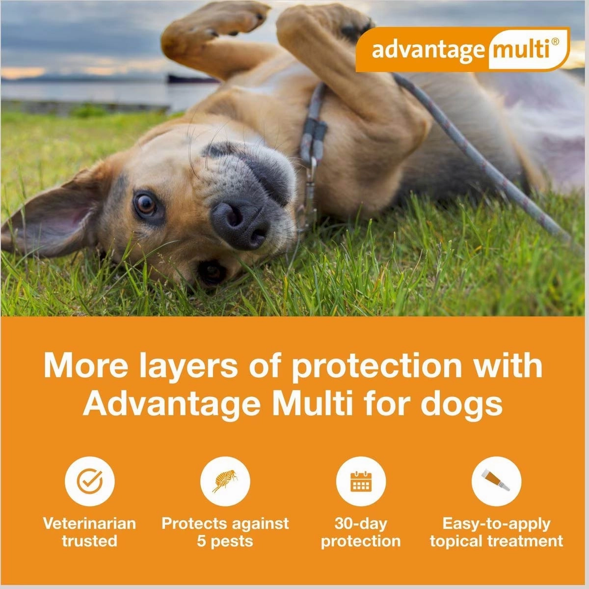 Advantage Multi for Dogs (imidacloprid   moxidectin) Topical Solution