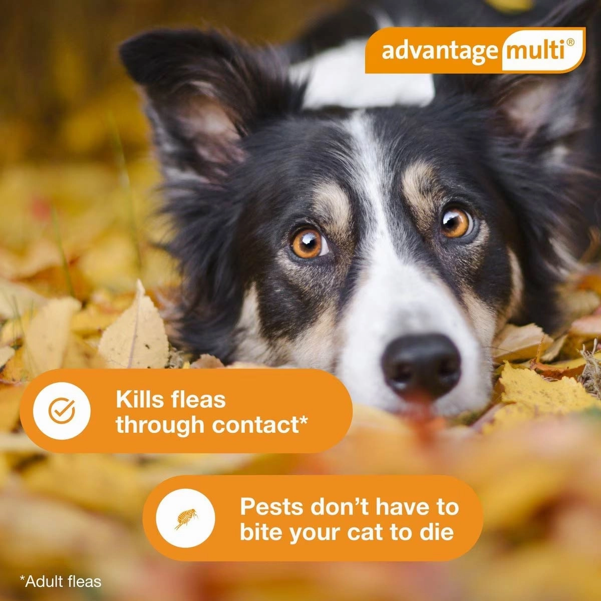 Advantage Multi for Dogs (imidacloprid   moxidectin) Topical Solution