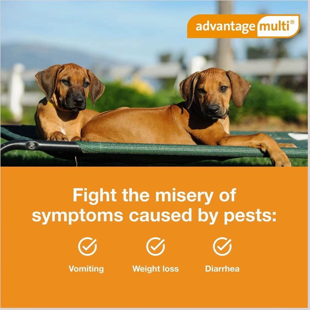 Advantage Multi for Dogs (imidacloprid   moxidectin) Topical Solution