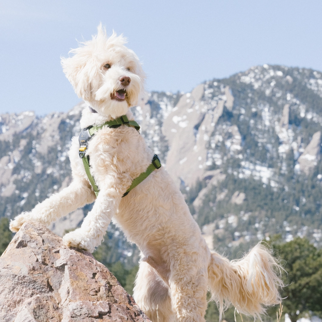 Alpine Reflective Comfort Harness | Padded Dog Harness