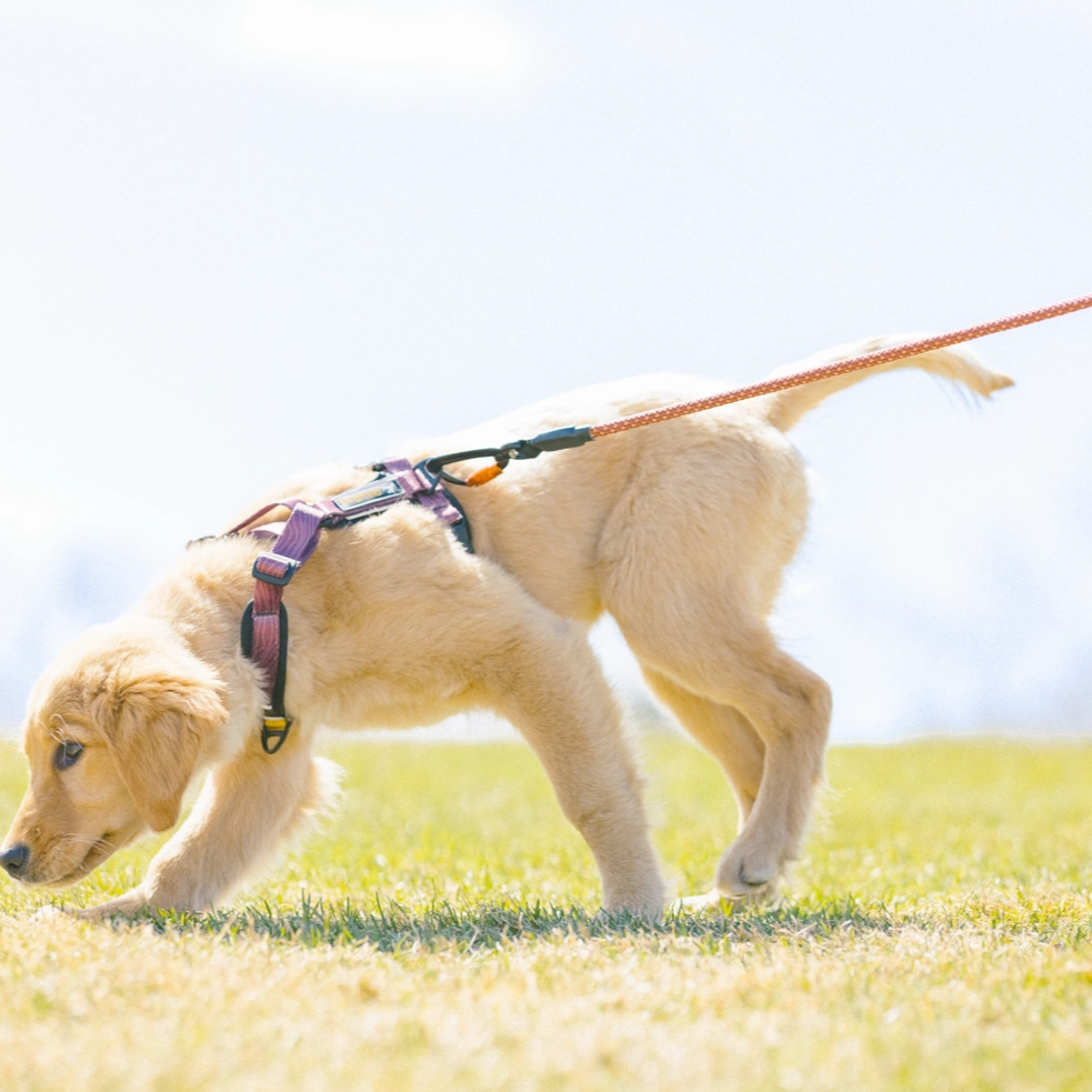 Alpine Reflective Comfort Harness | Padded Dog Harness