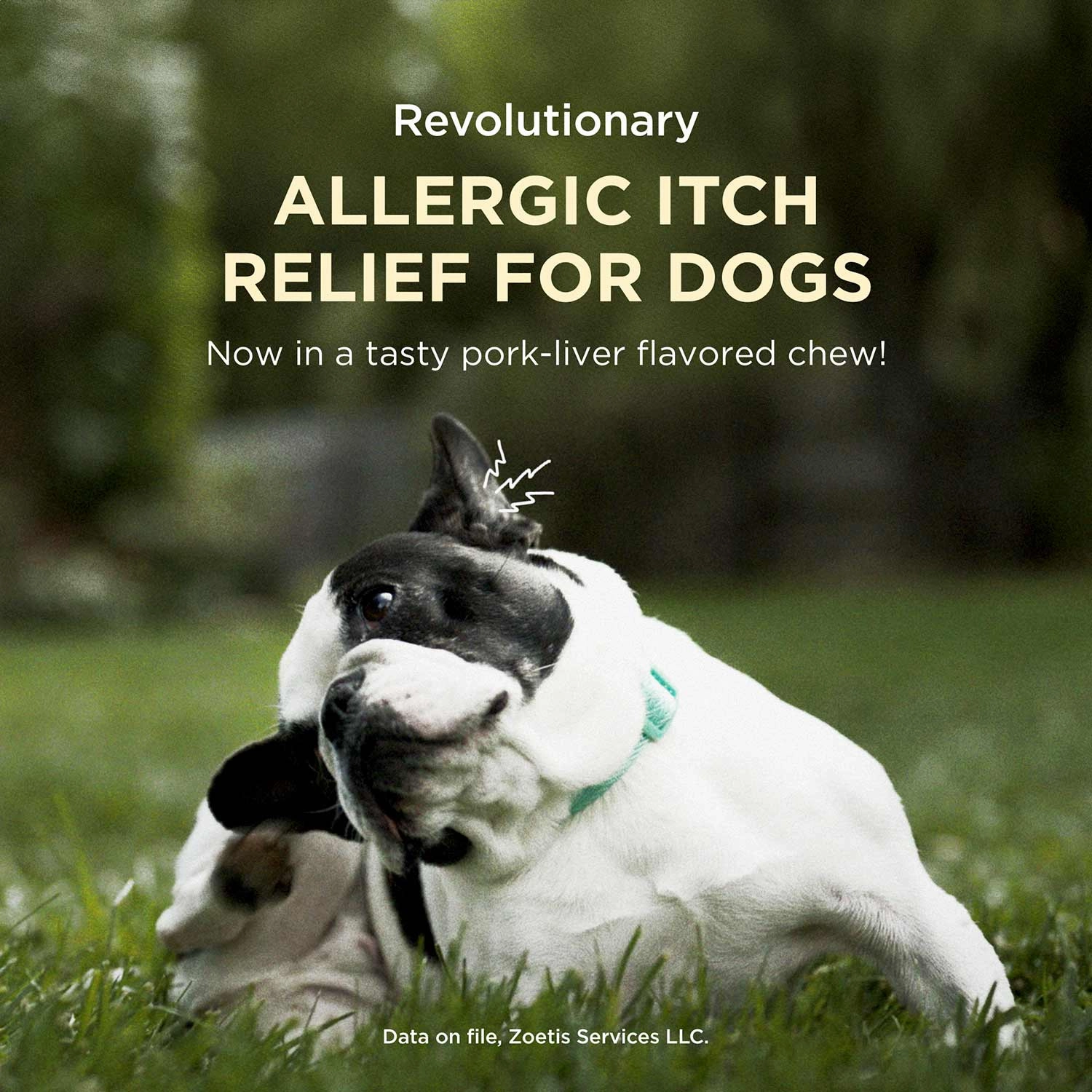 Apoquel (oclacitinib) Chewable Tablet for Dogs