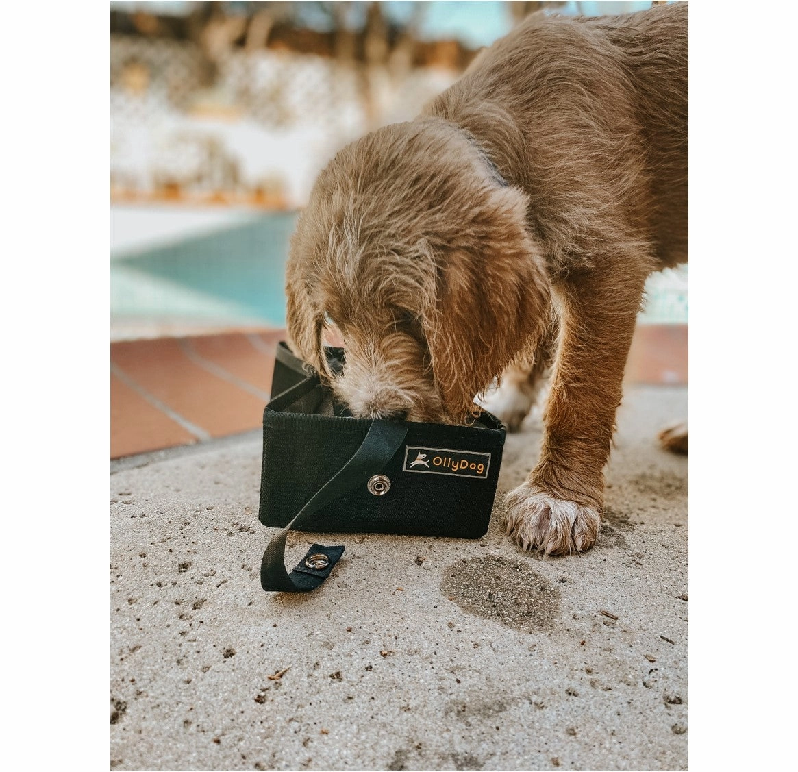 Crumple Travel Bowl | Collapsible Dog Bowl
