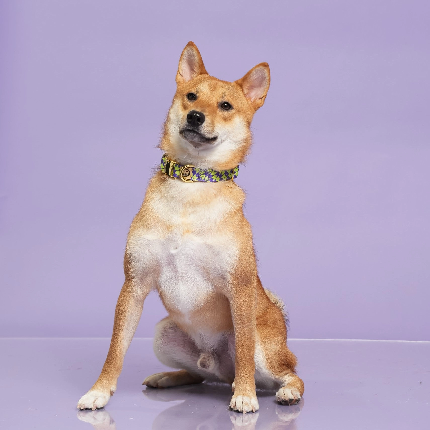 Deluxe Bundle - Fetch Master
