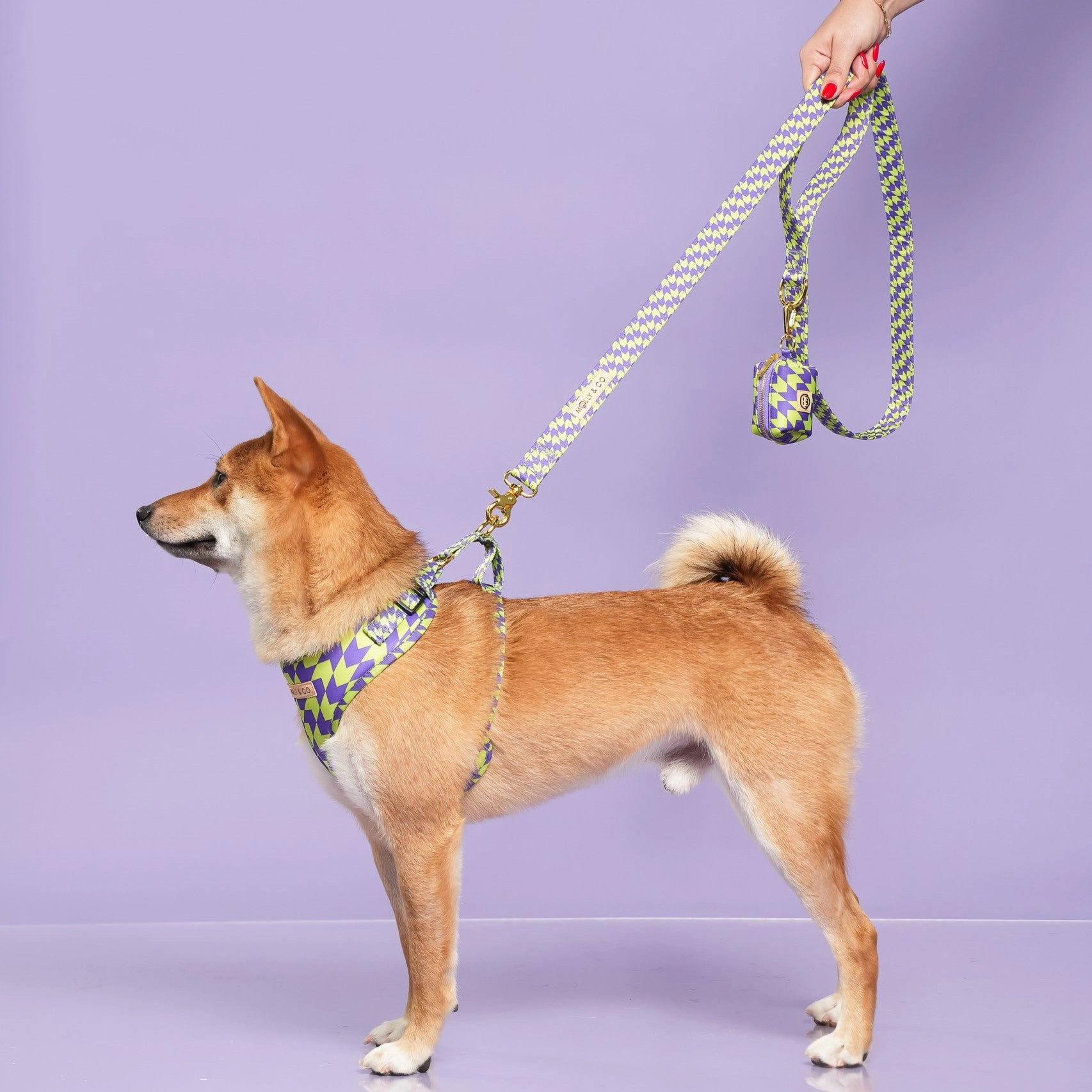 Fetch Master - Walking Bundle