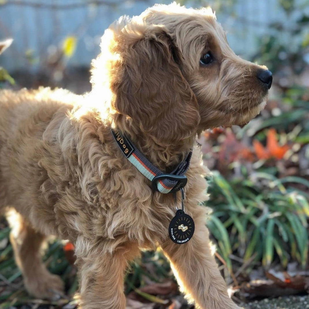 Flagstaff Collar | Adjustable Dog Collar