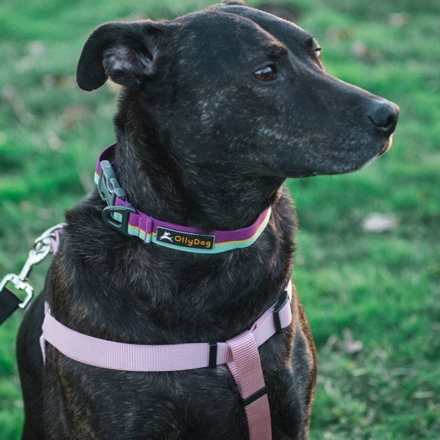 Flagstaff Collar | Adjustable Dog Collar