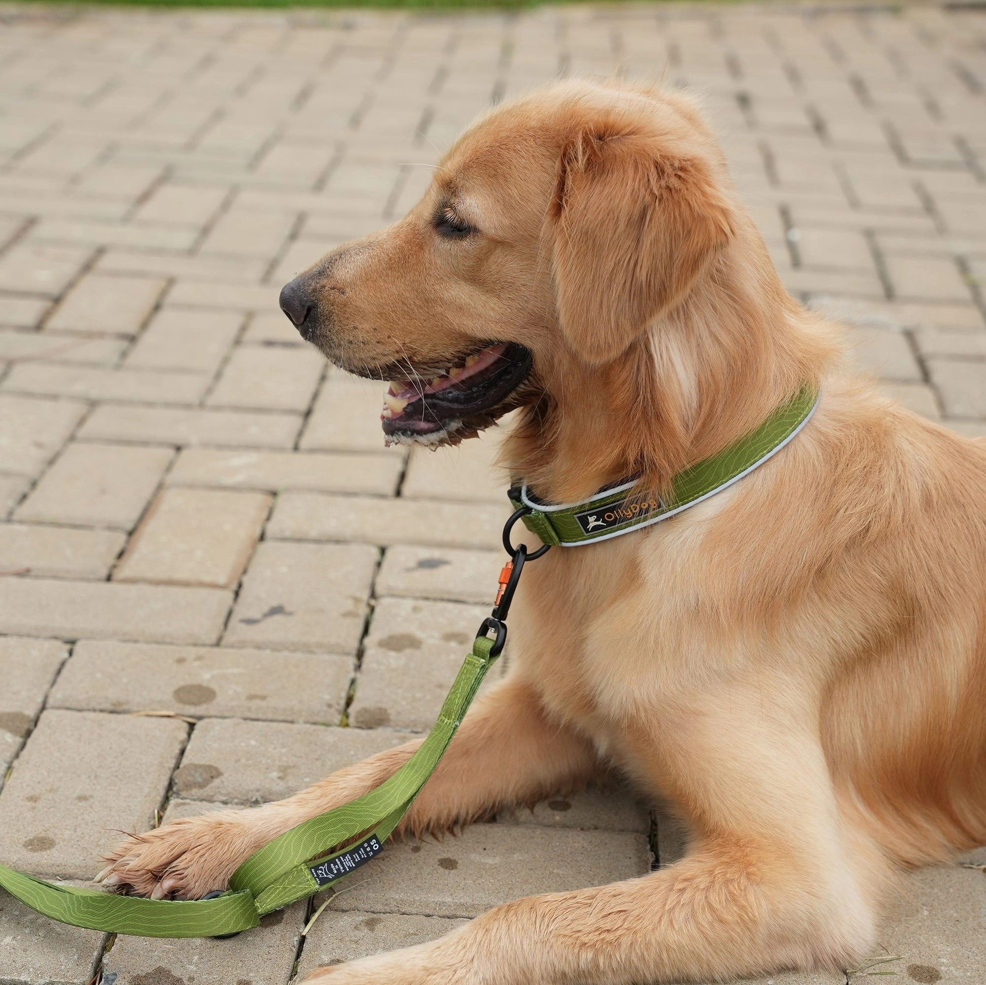 Flagstaff Reflective Comfort Collar | Padded Dog Collar