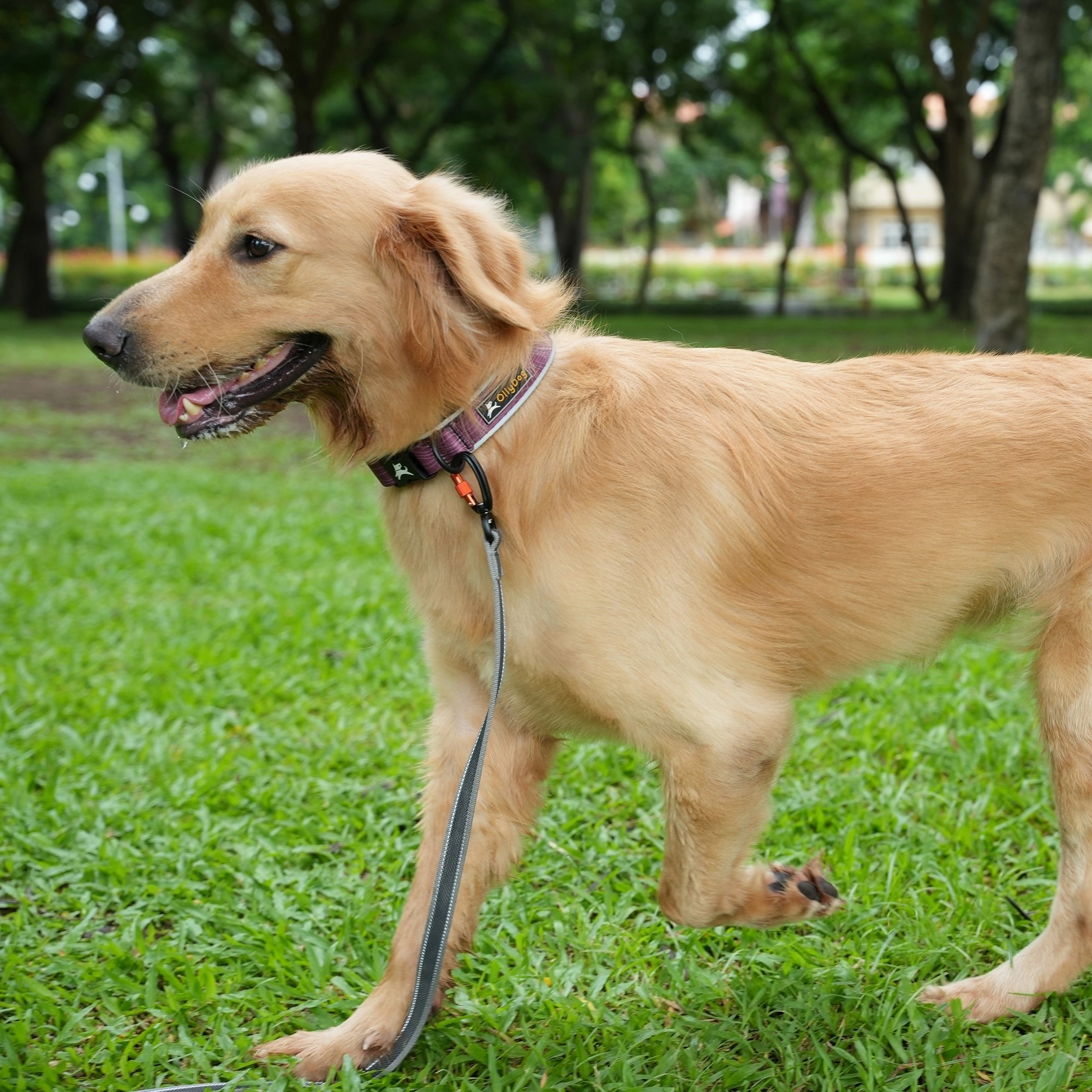 Flagstaff Reflective Comfort Collar | Padded Dog Collar