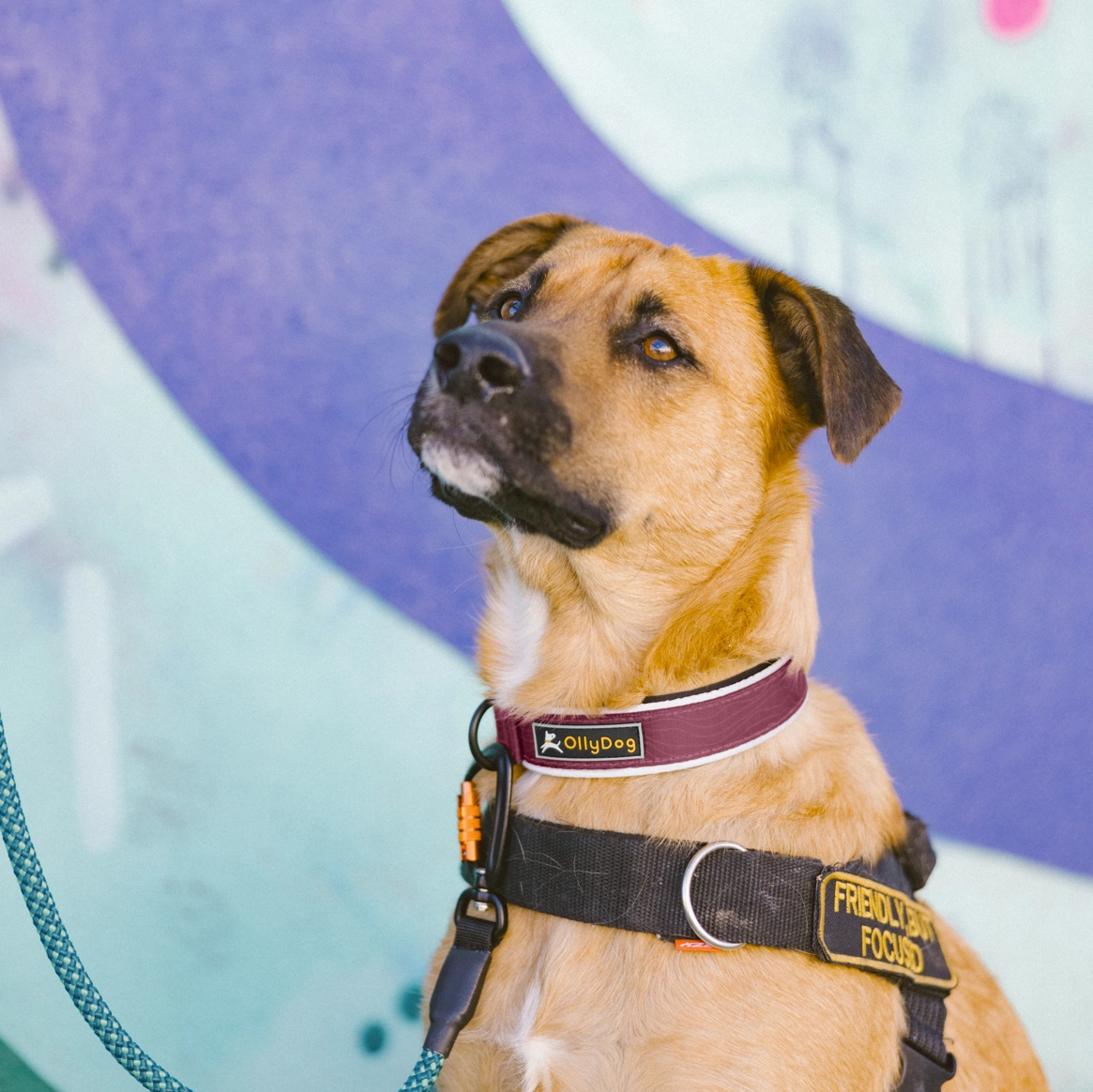 Flagstaff Reflective Comfort Collar | Padded Dog Collar