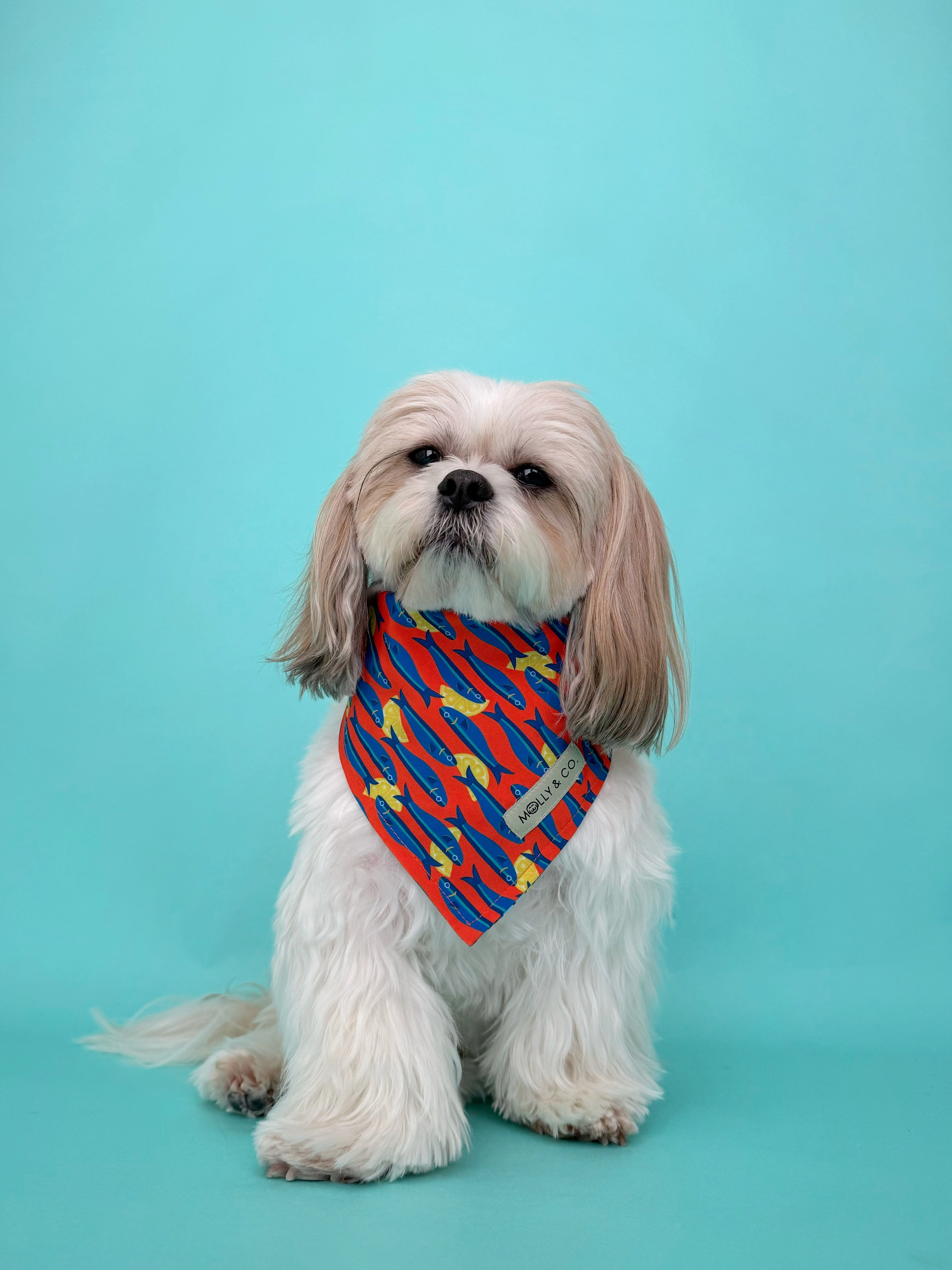 Mar Salato - Reversible Dog Bandana