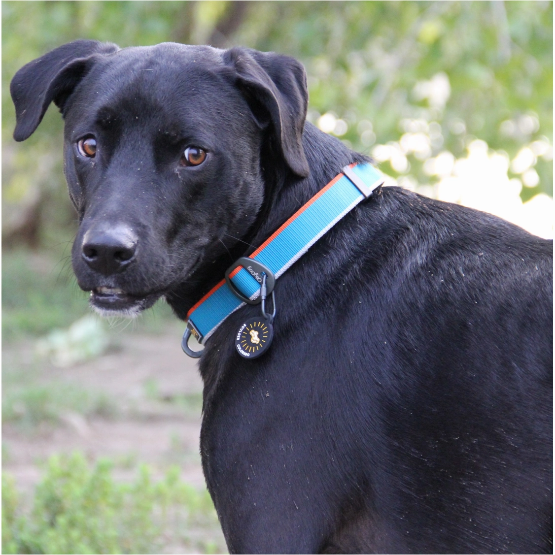Martingale Mesa Collar | Adventure Dog Collar