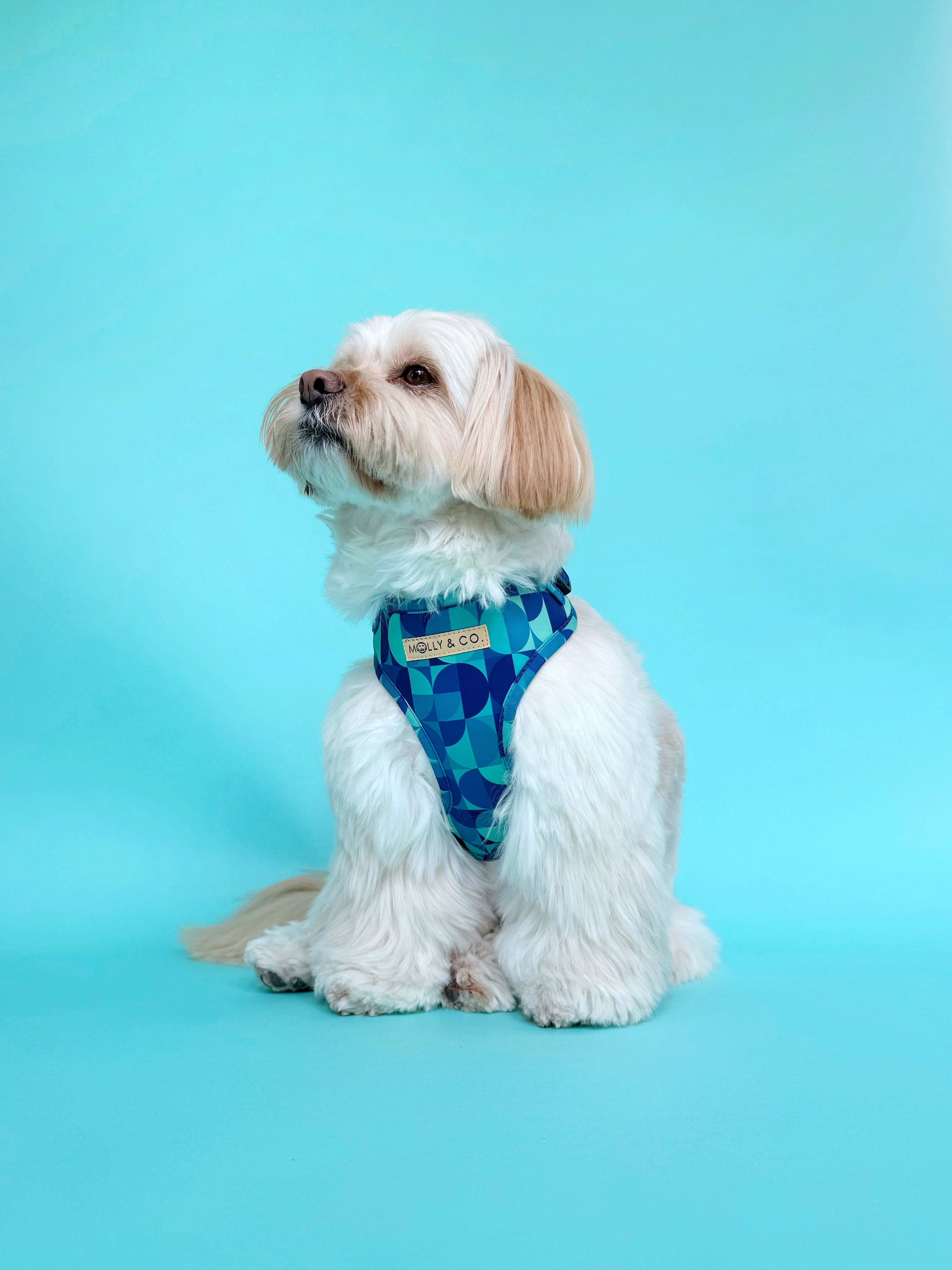 Milos - Adjustable Dog Harness
