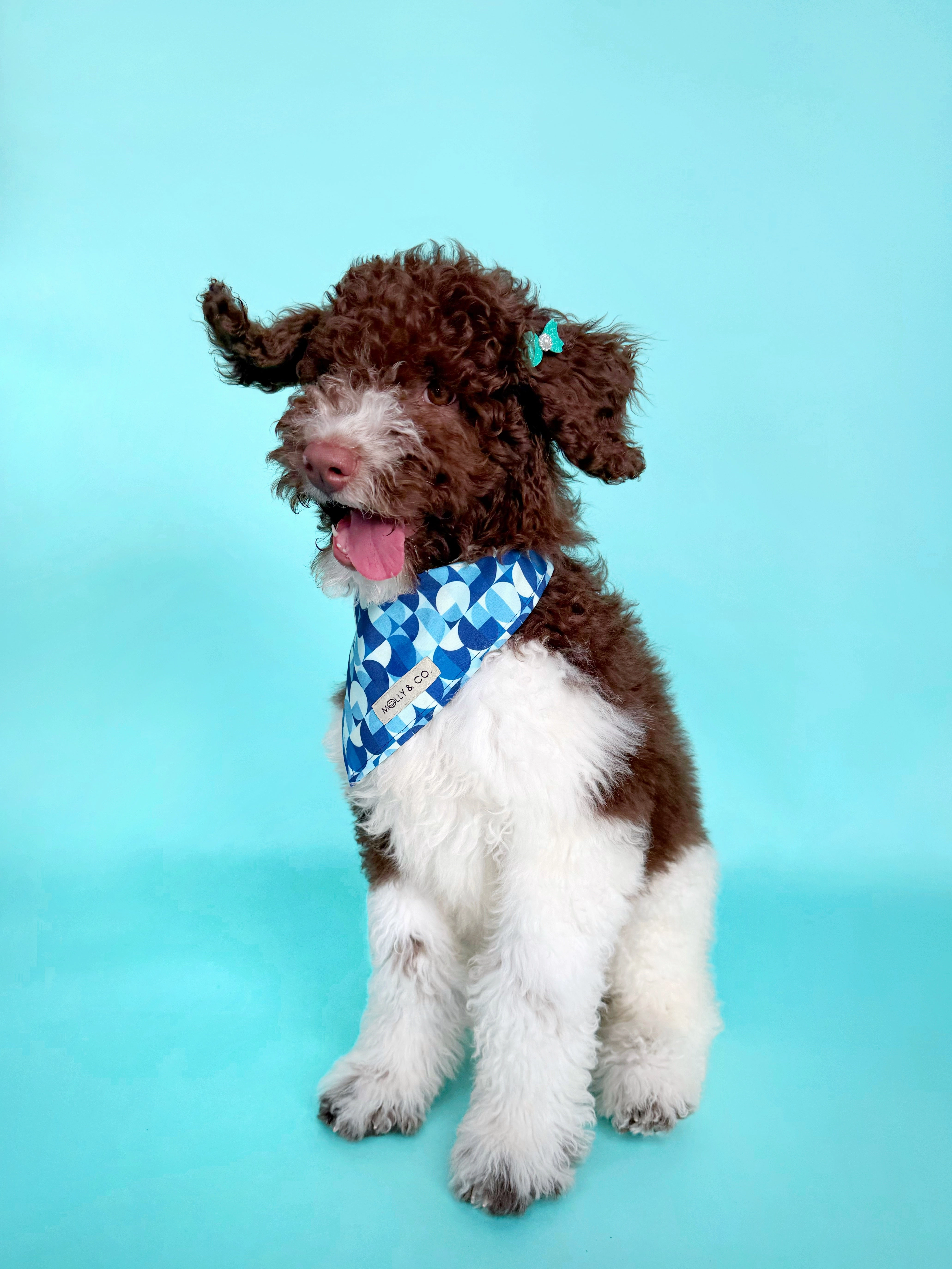 Milos - Dog Bandana
