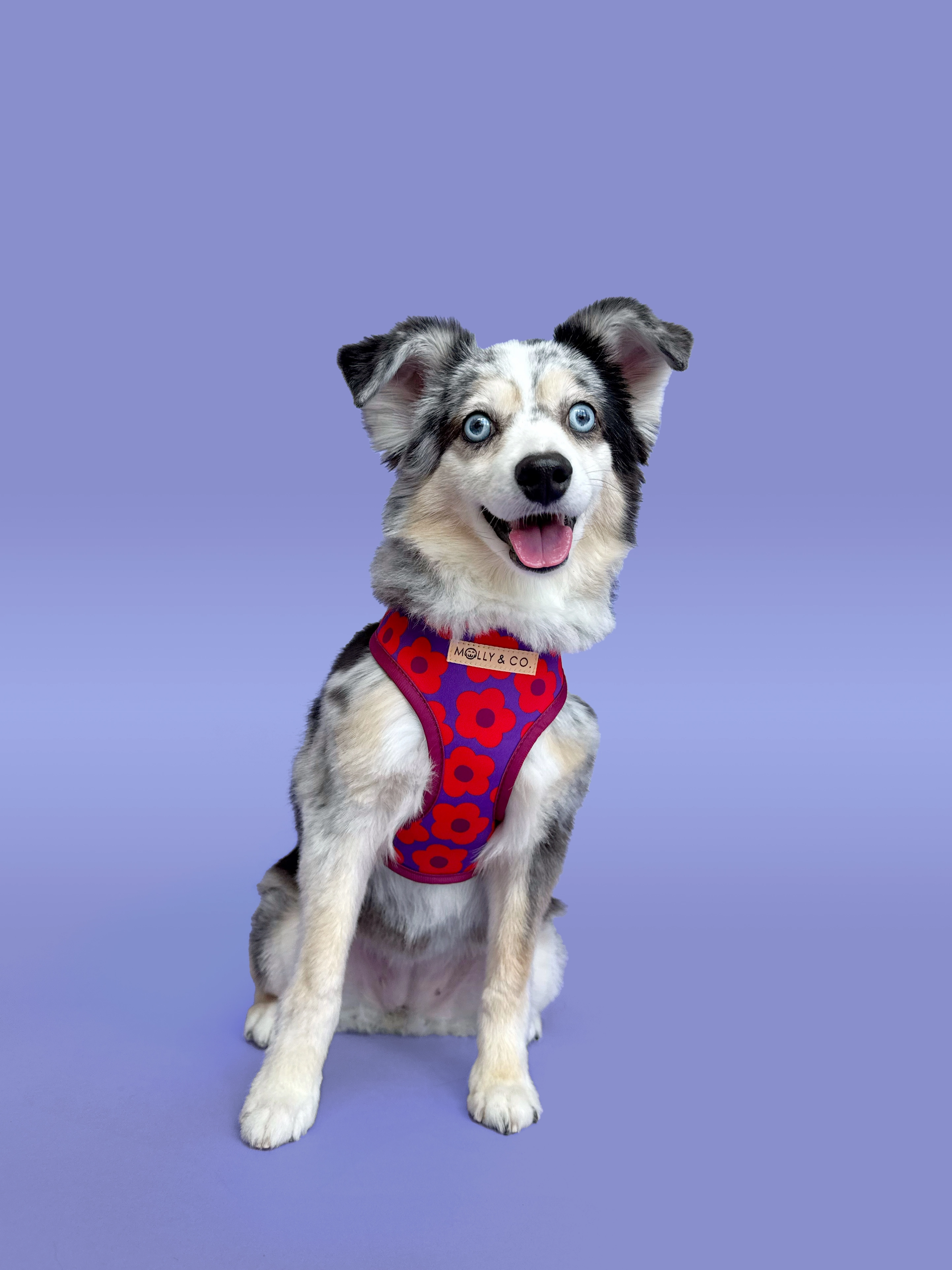 Mon Ch??ri - Reversible Dog Harness