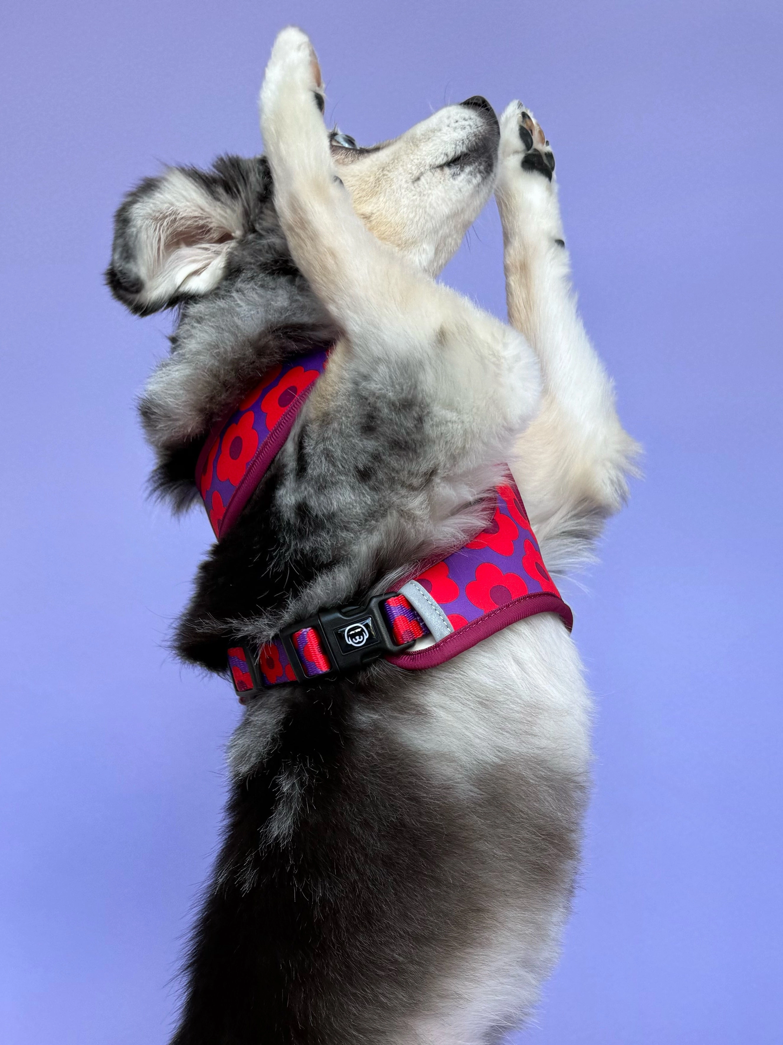 Mon Ch??ri - Reversible Dog Harness