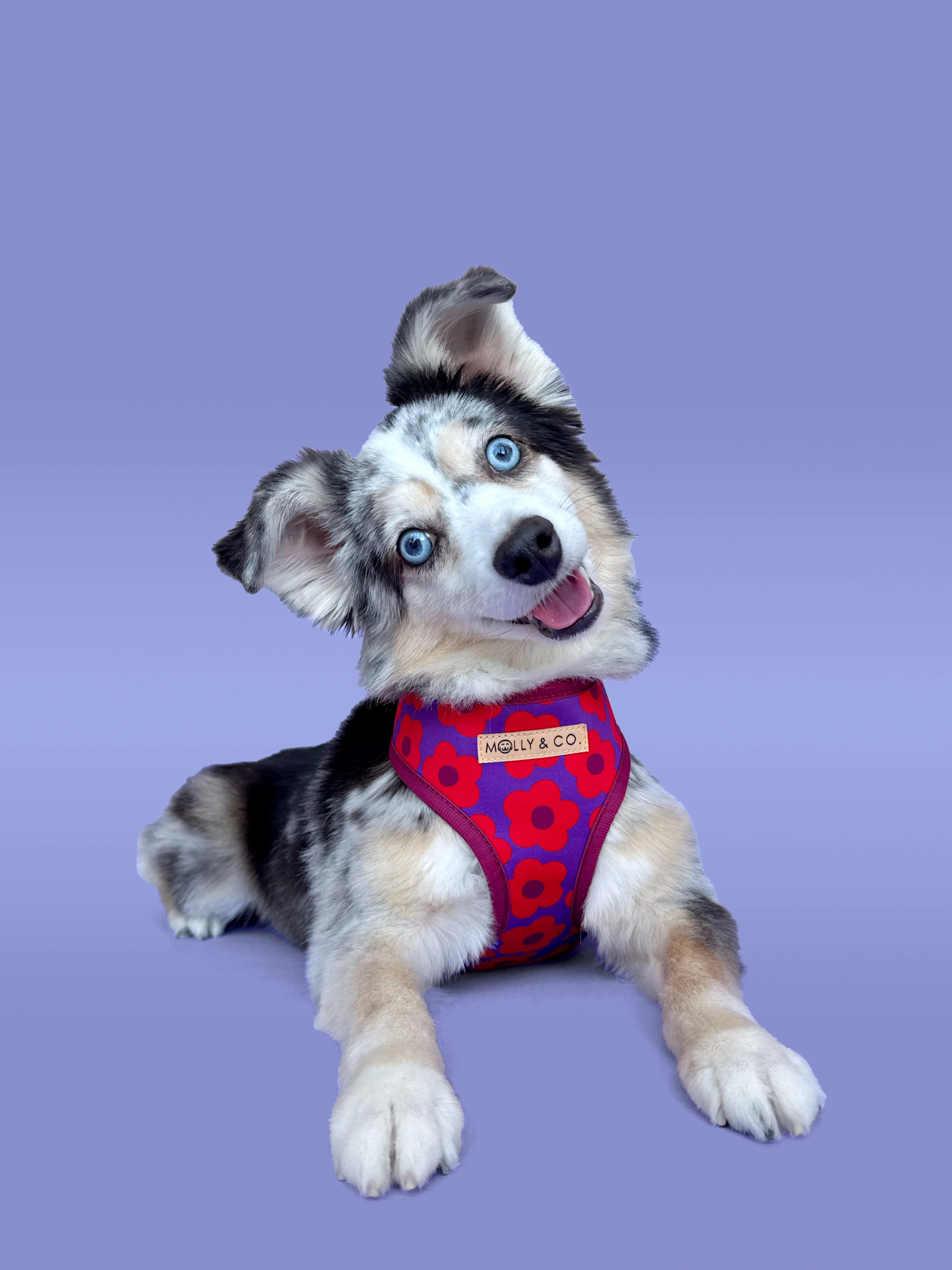Mon Ch??ri - Reversible Dog Harness