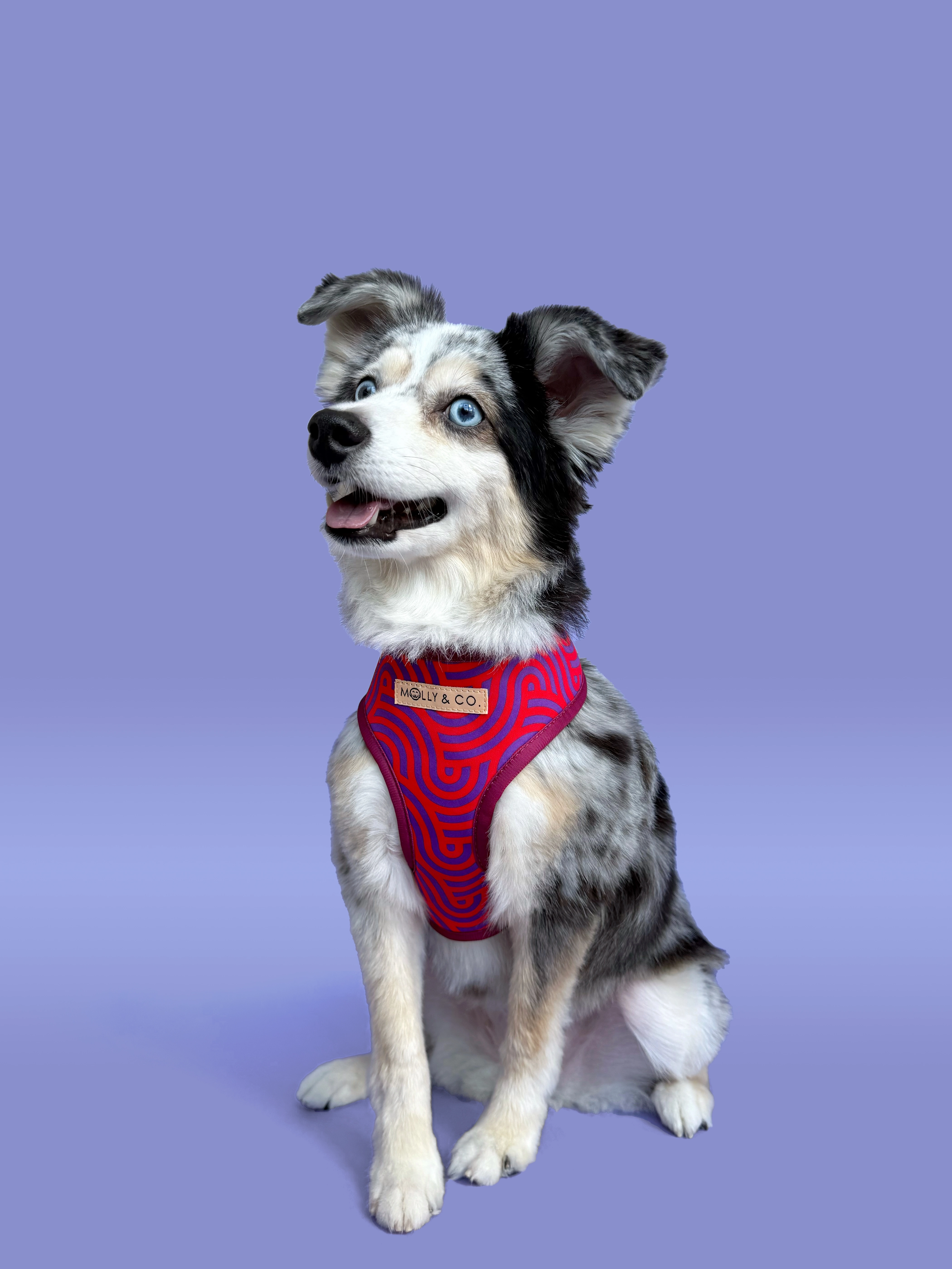 Mon Ch??ri - Reversible Dog Harness