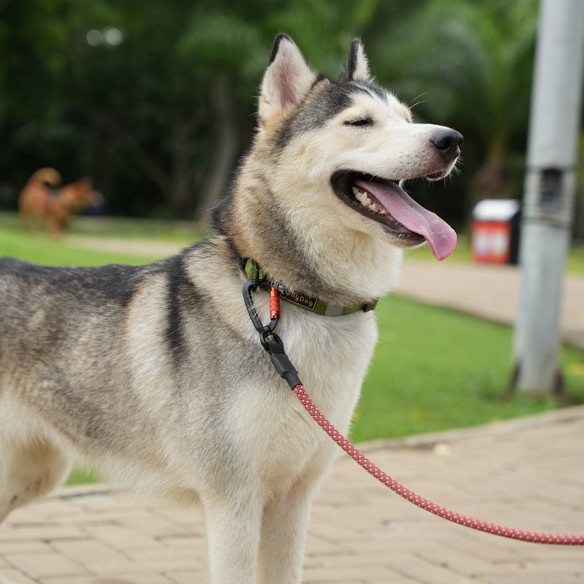 NEW Flagstaff Collar | Adjustable Dog Collar