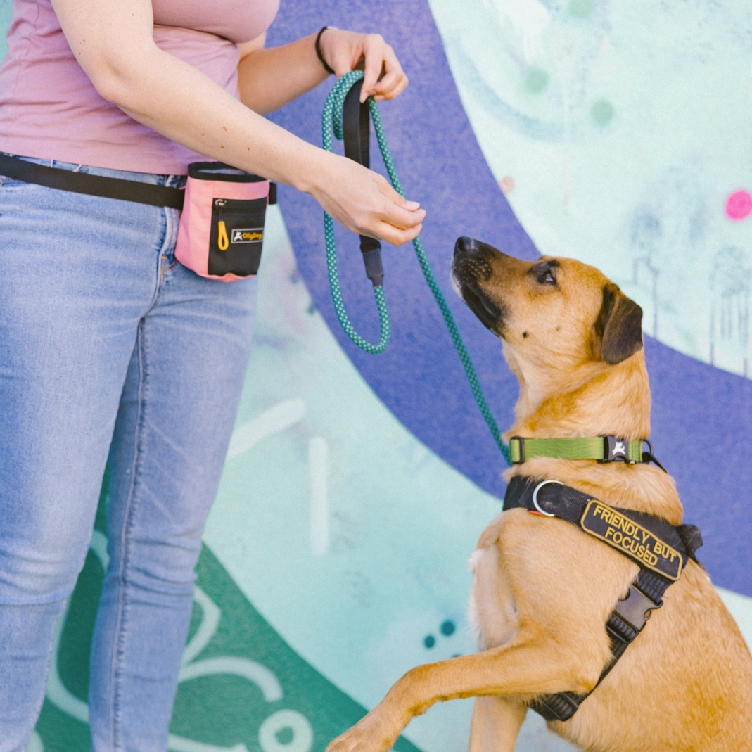 NEW Flagstaff Collar | Adjustable Dog Collar