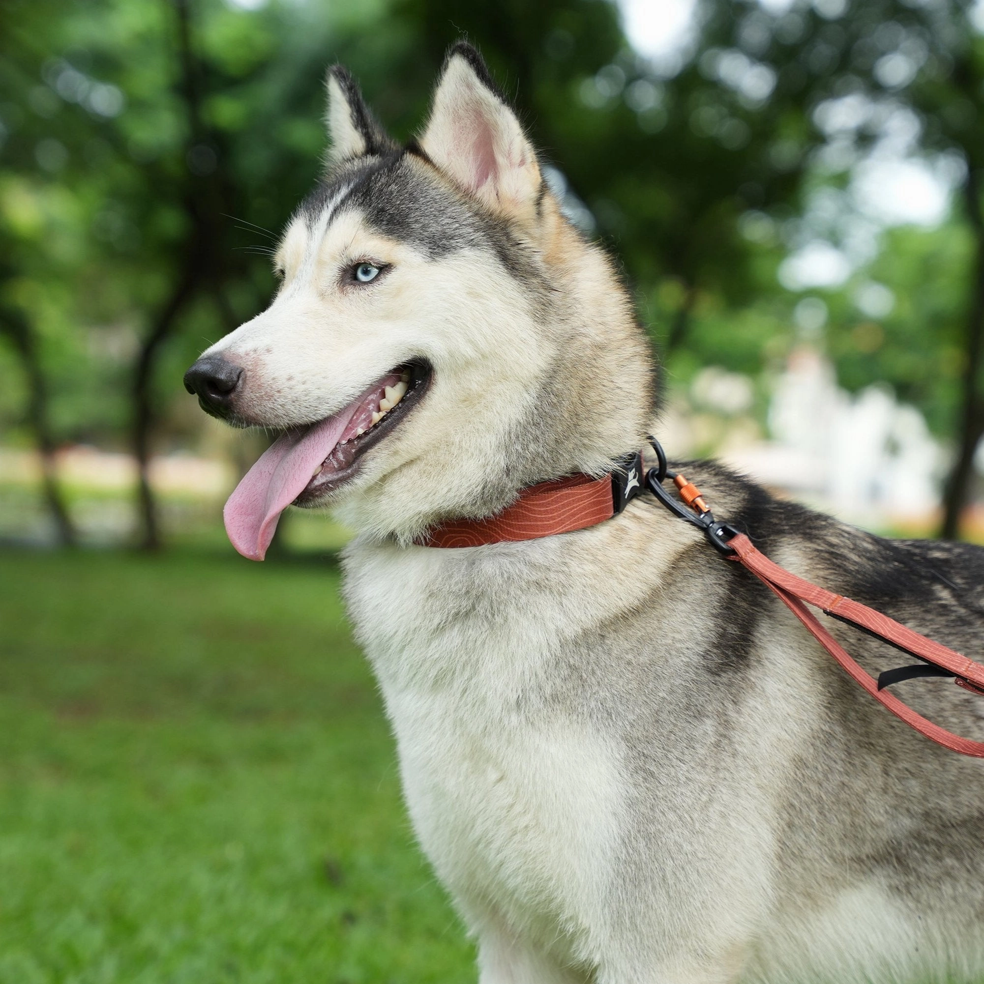 NEW Flagstaff Collar | Adjustable Dog Collar