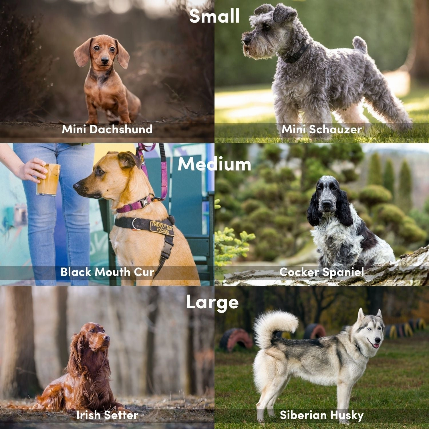 NEW Flagstaff Collar | Adjustable Dog Collar
