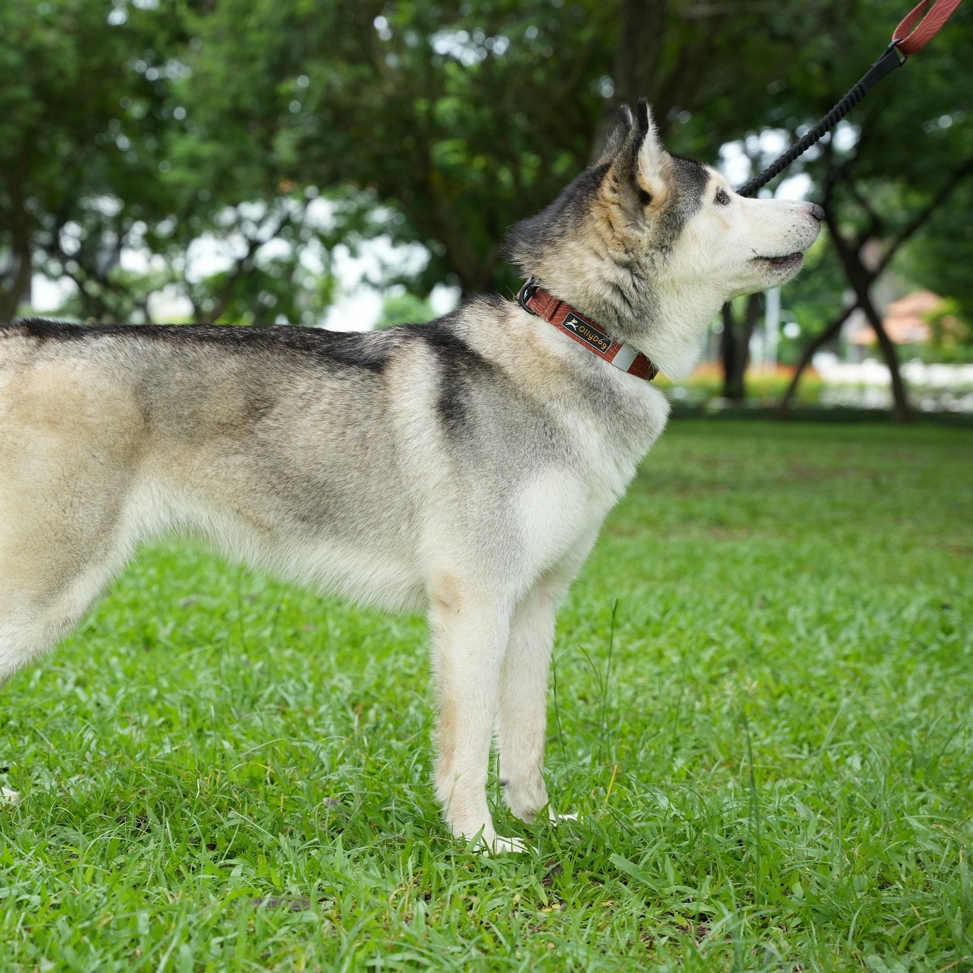 NEW Flagstaff Collar | Adjustable Dog Collar