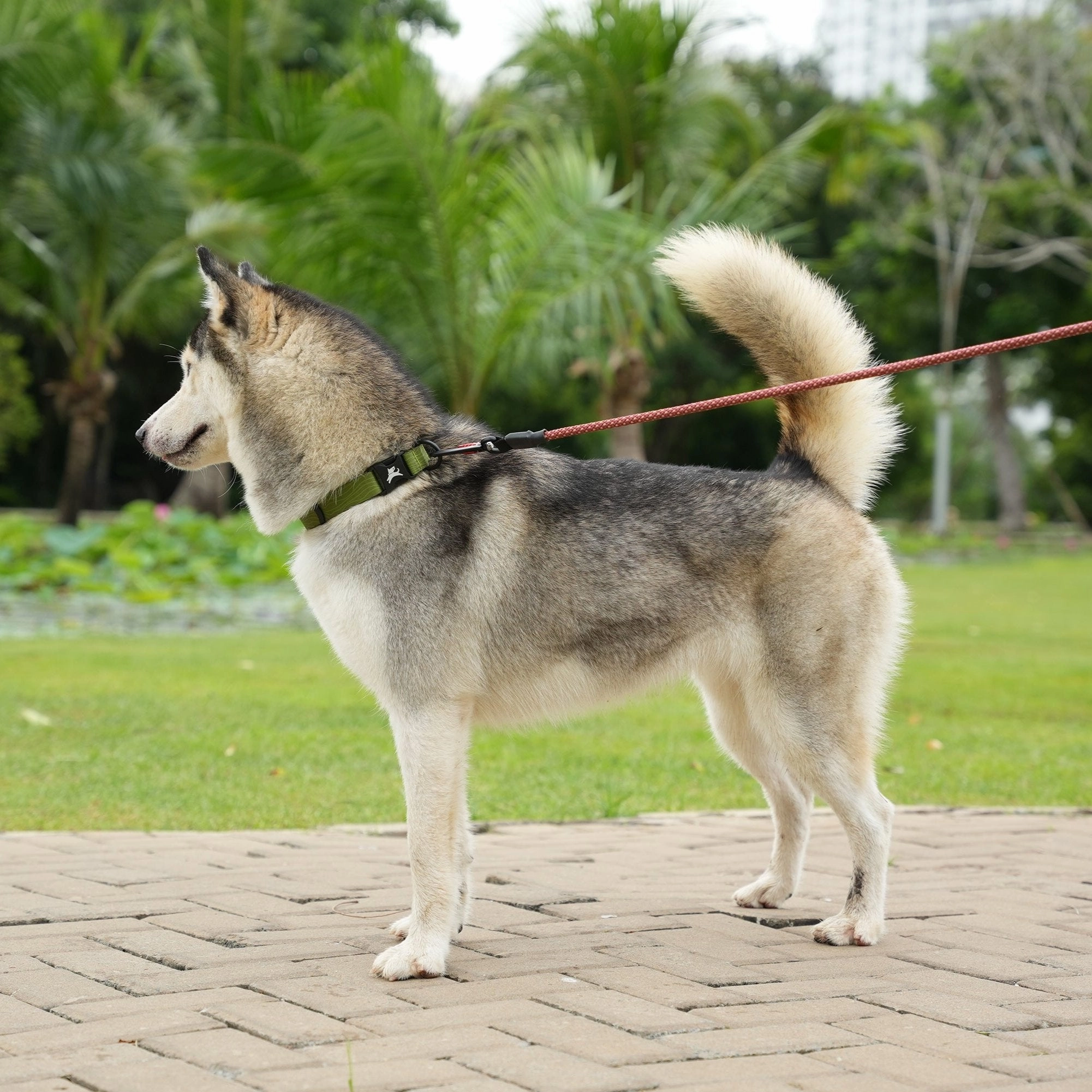 NEW Flagstaff Collar | Adjustable Dog Collar