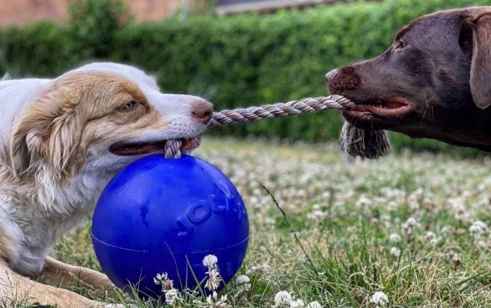 Romp-n-Roll Ball