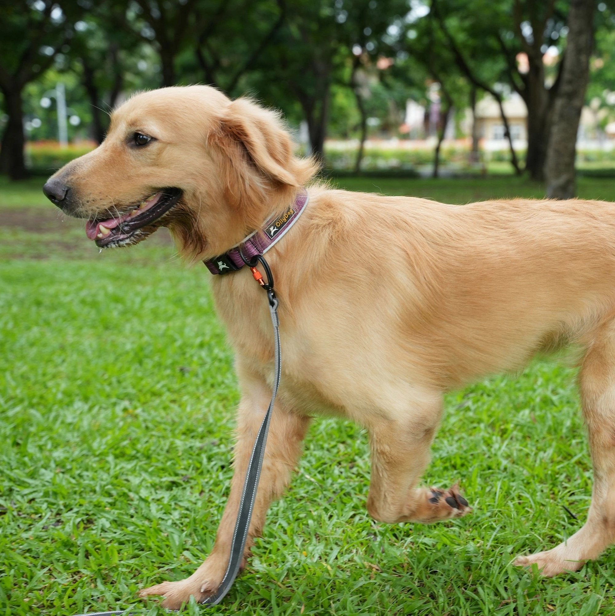 Rubber Grip Reflective Leash | Durable Dog Leash