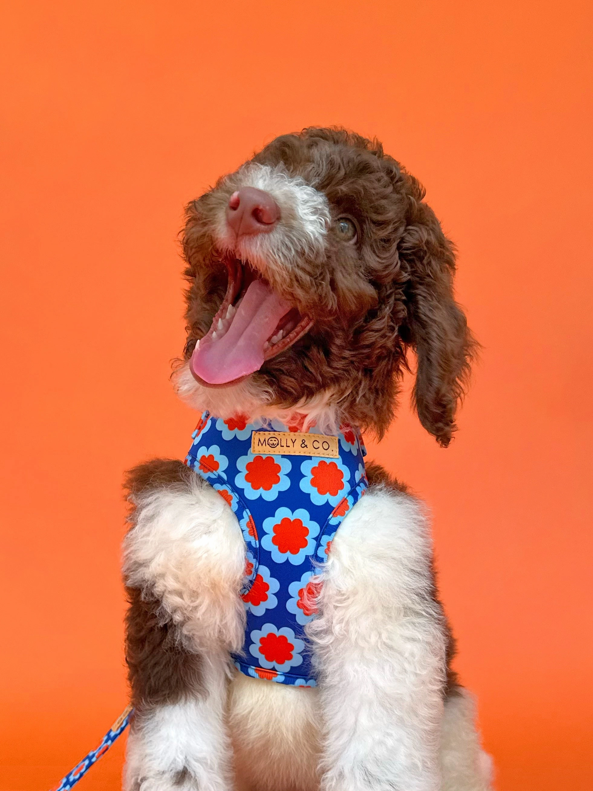Sorrento - Adjustable Dog Harness