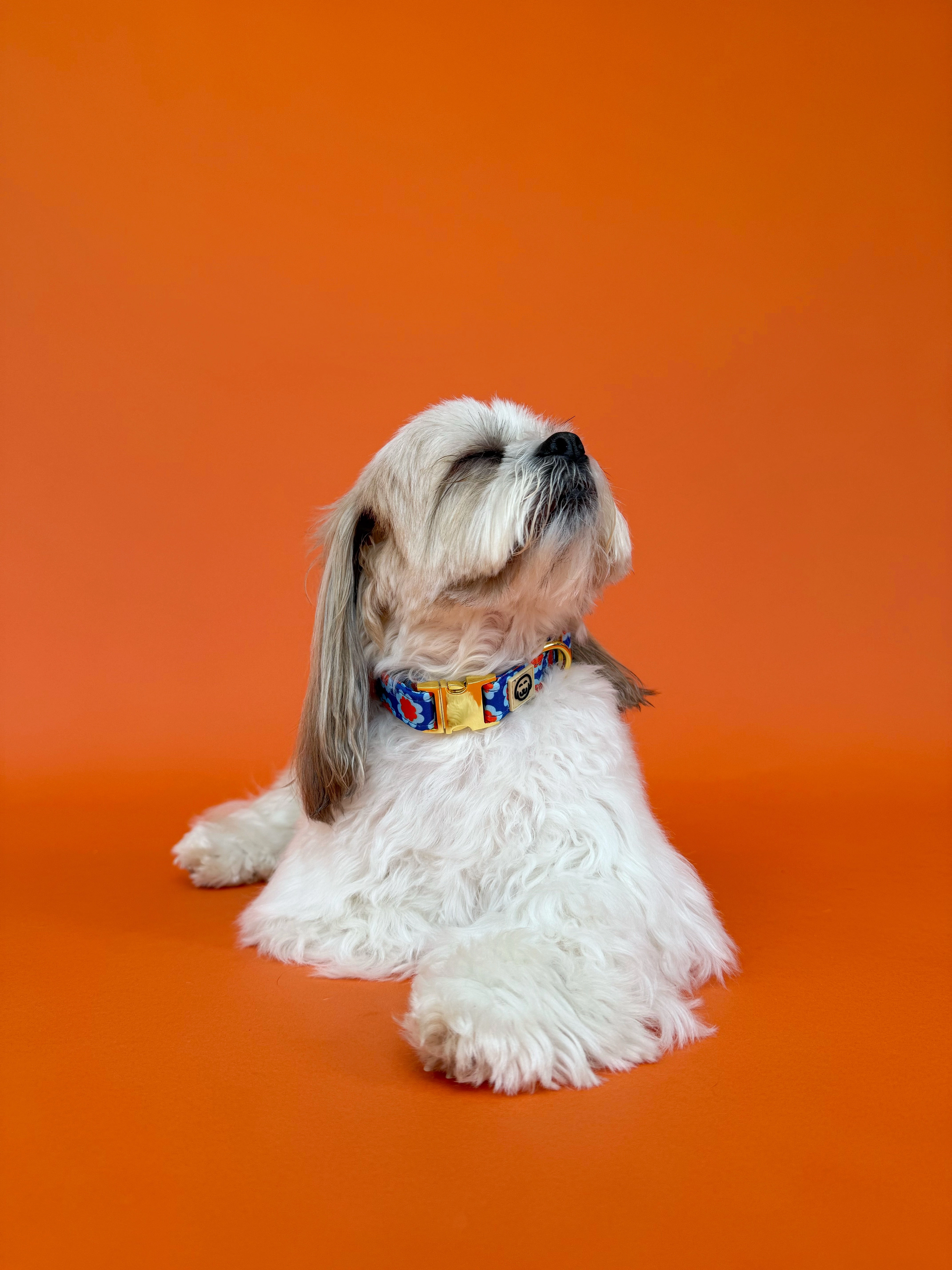 Sorrento - Dog Collar