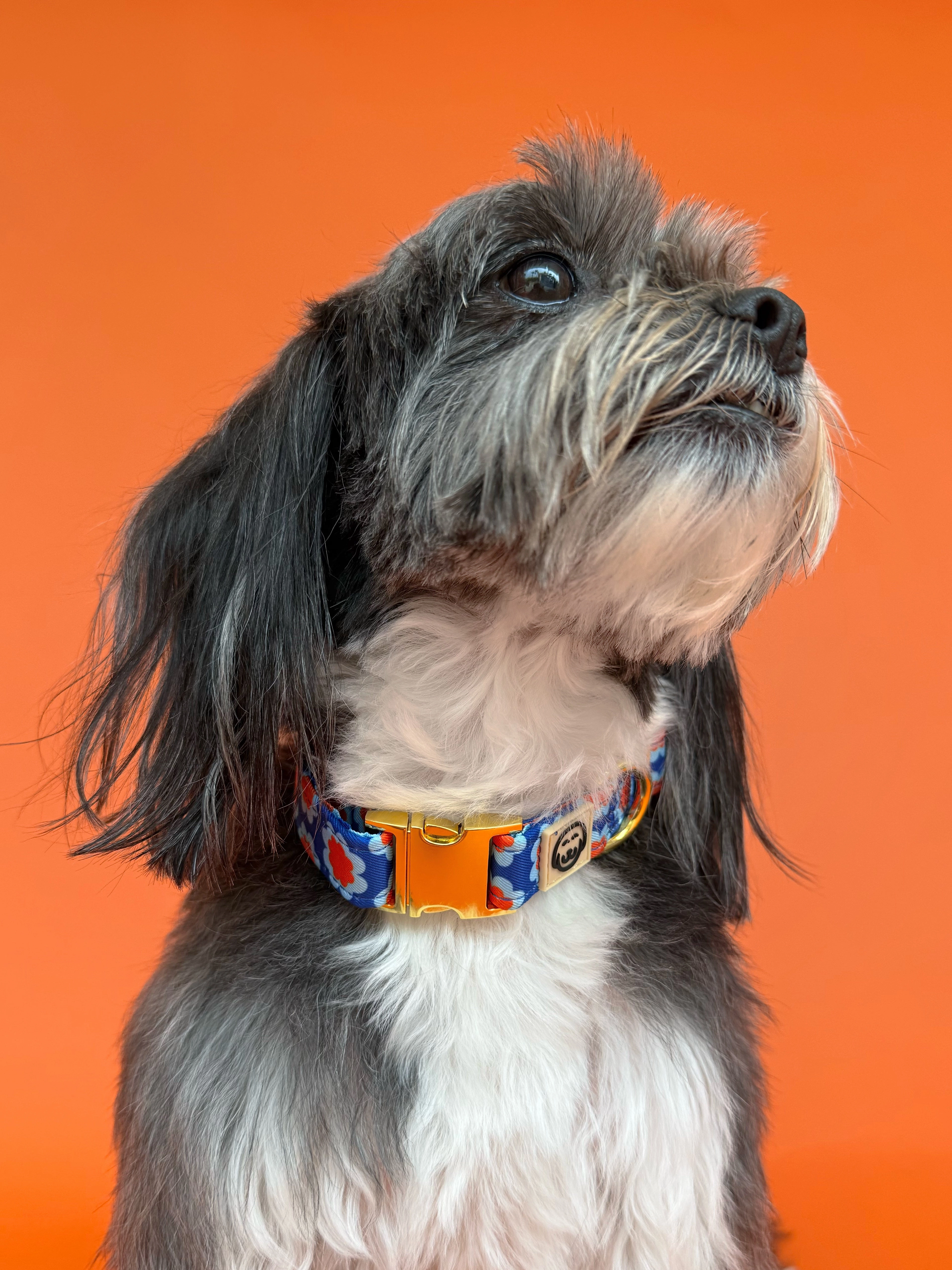 Sorrento - Dog Collar