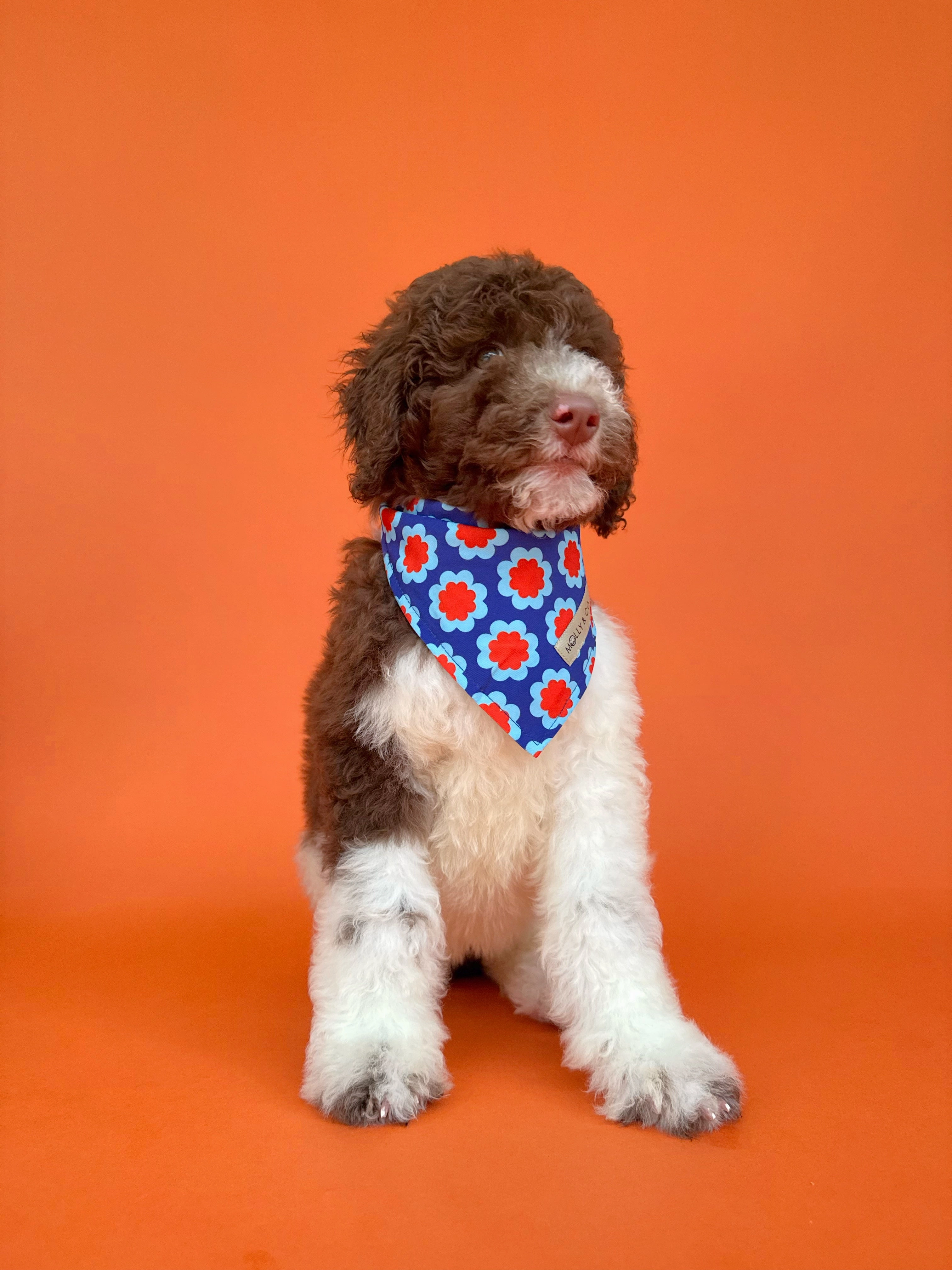 Sorrento - Reversible Dog Bandana