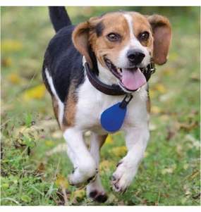 Spectra Shield Flea & Tick Collar Medallion for Dogs