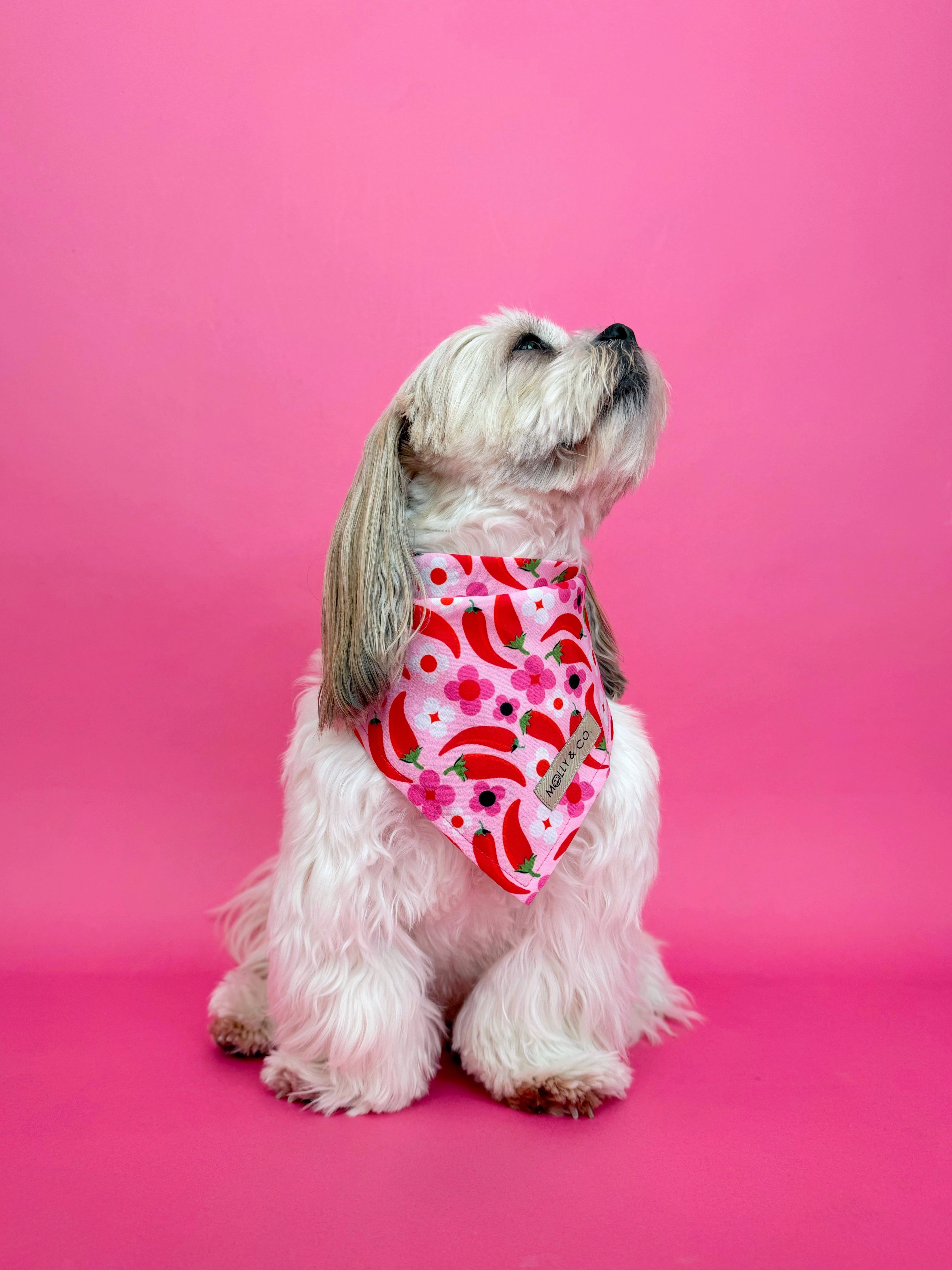 Spicy - Dog Bandana