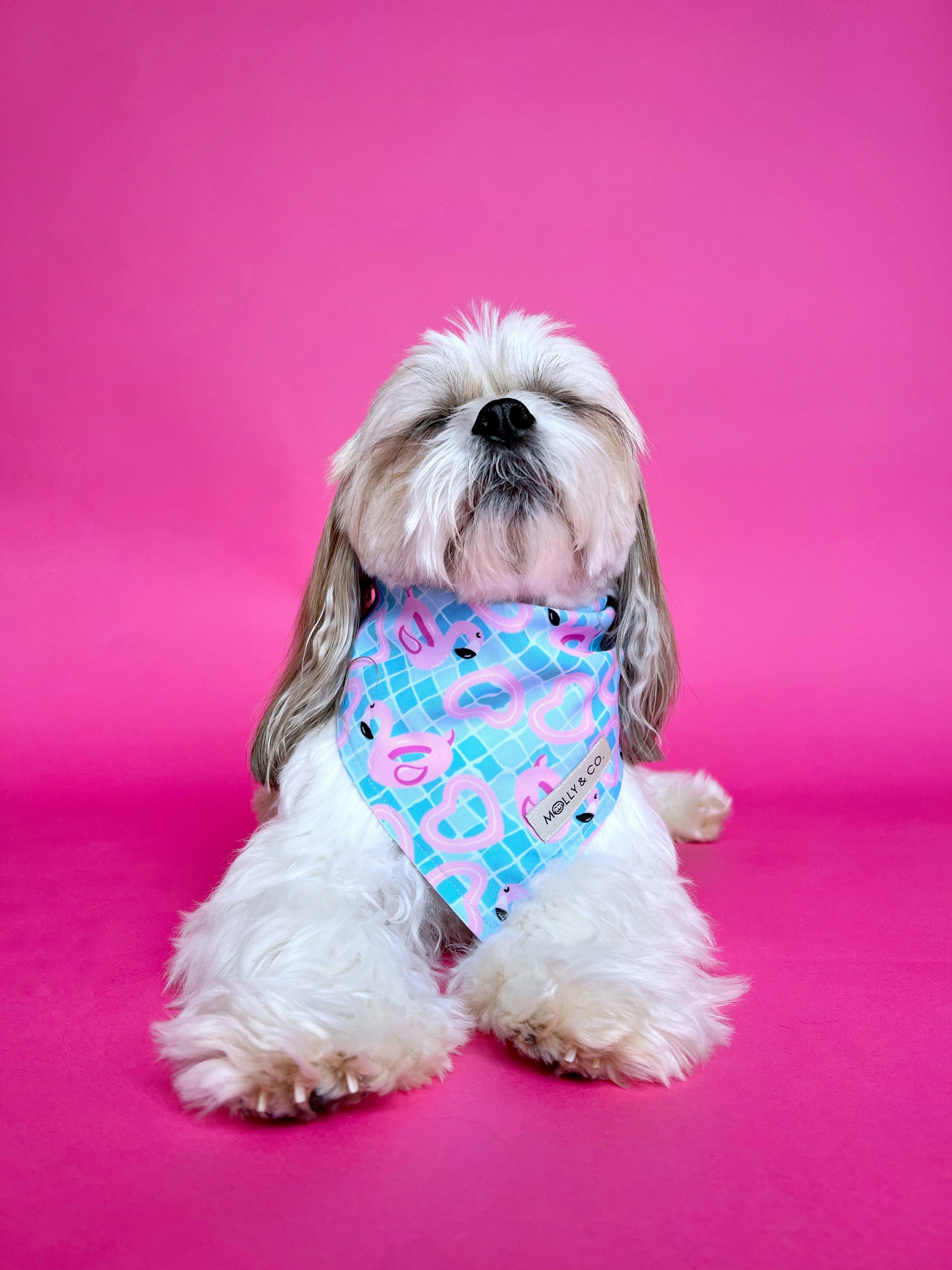 Splash Zone - Dog Bandana