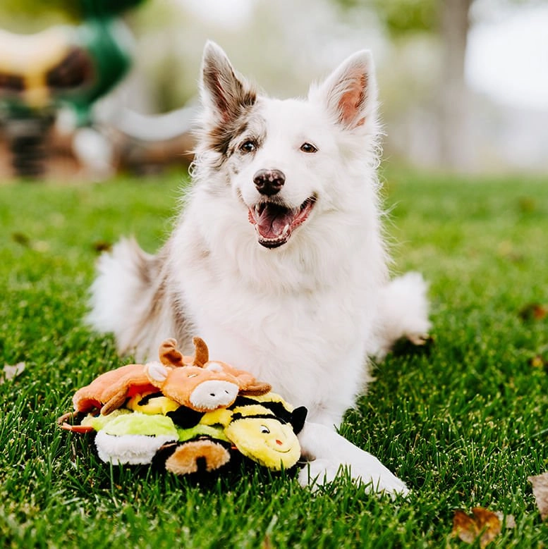 Squeakie Crawler Dog Toy
