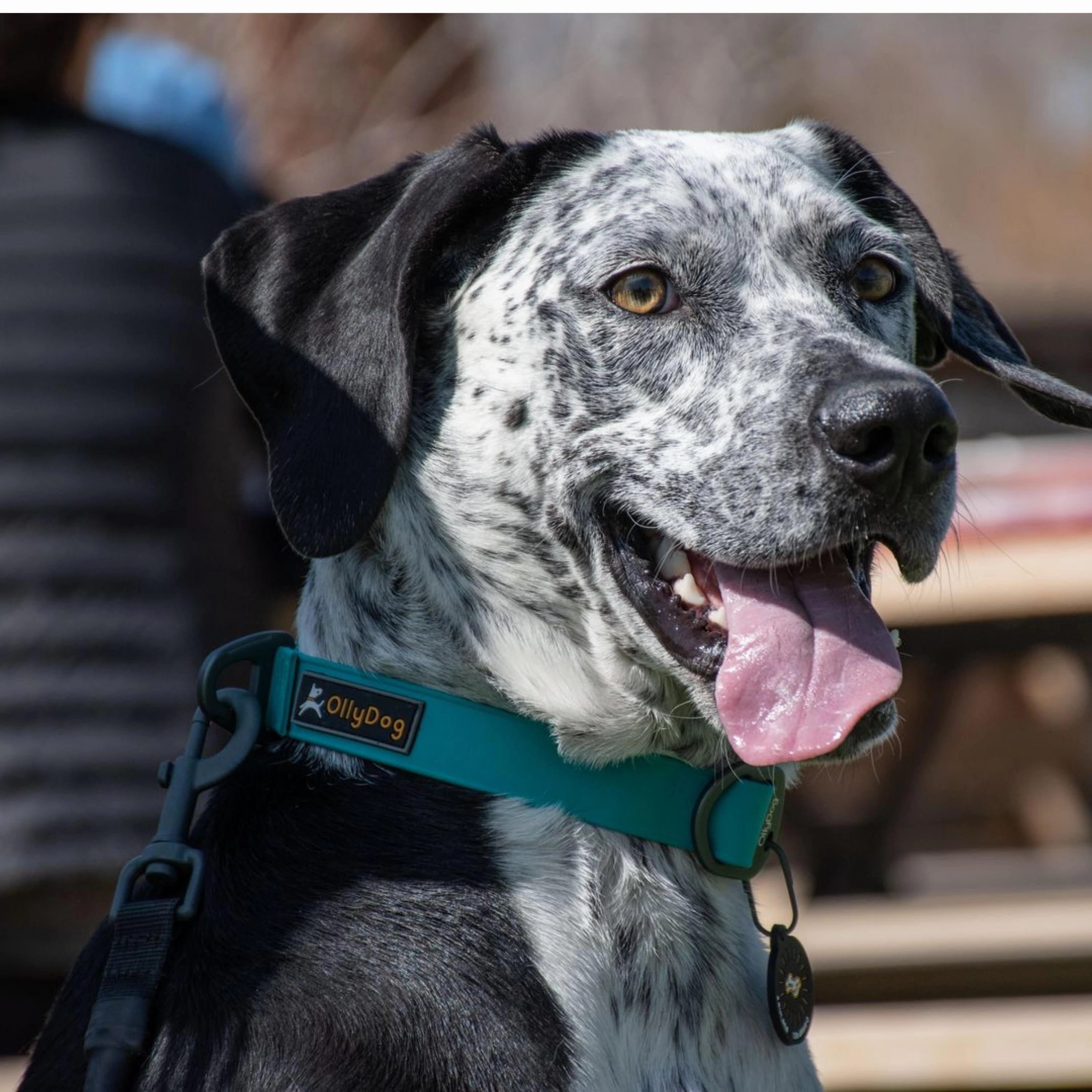 Tilden Waterproof Collar | Waterproof Dog Collar