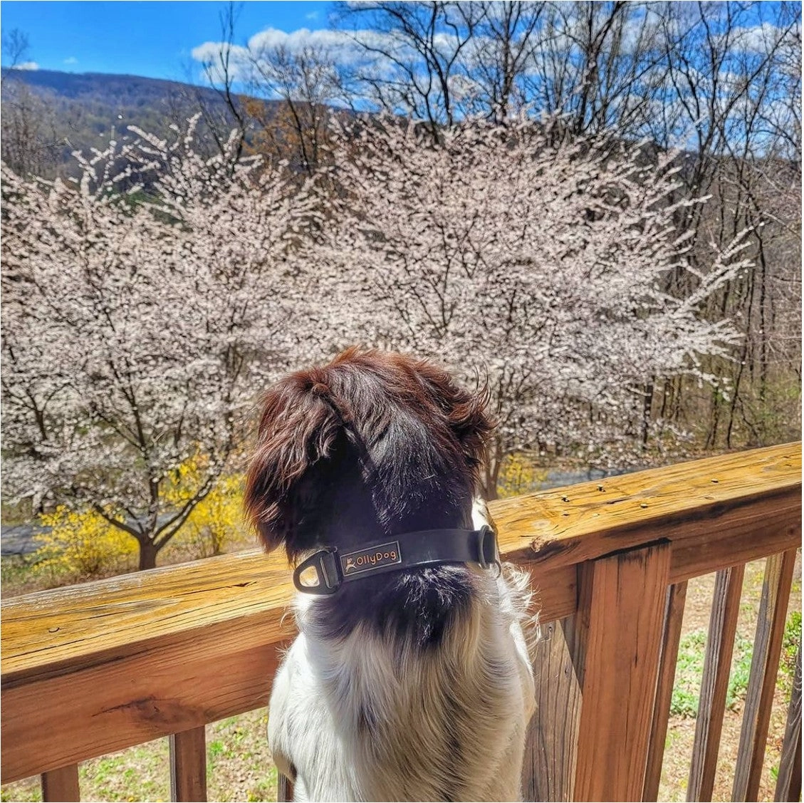 Tilden Waterproof Collar | Waterproof Dog Collar