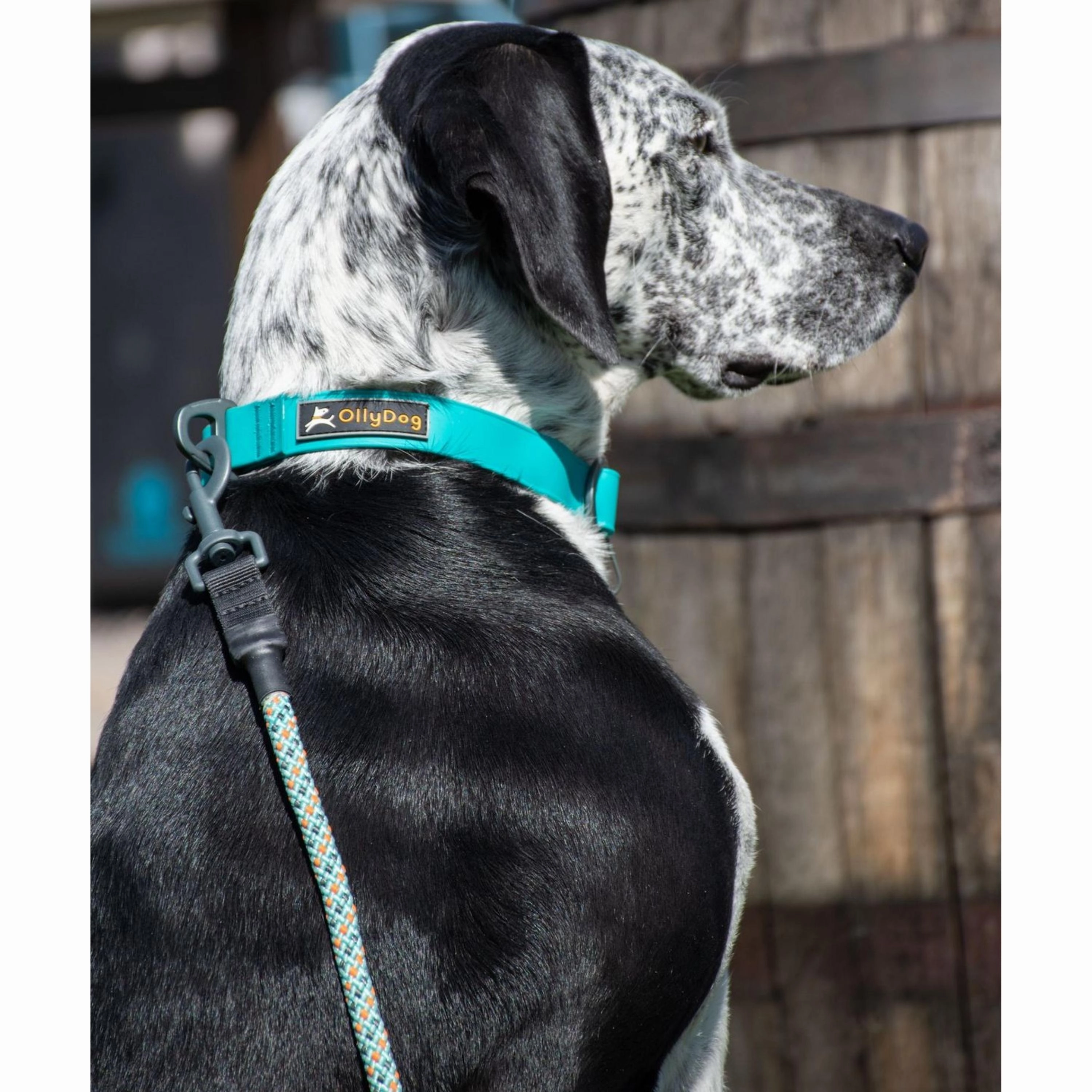 Tilden Waterproof Collar | Waterproof Dog Collar